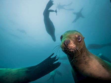 Several sea lions swim underwater, one close to the camera looking curiously. Others are visible in the background.