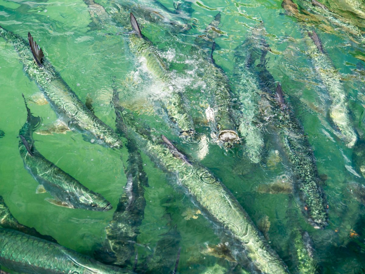 The image shows a group of large fish swimming in greenish water, possibly in a marine or freshwater environment.