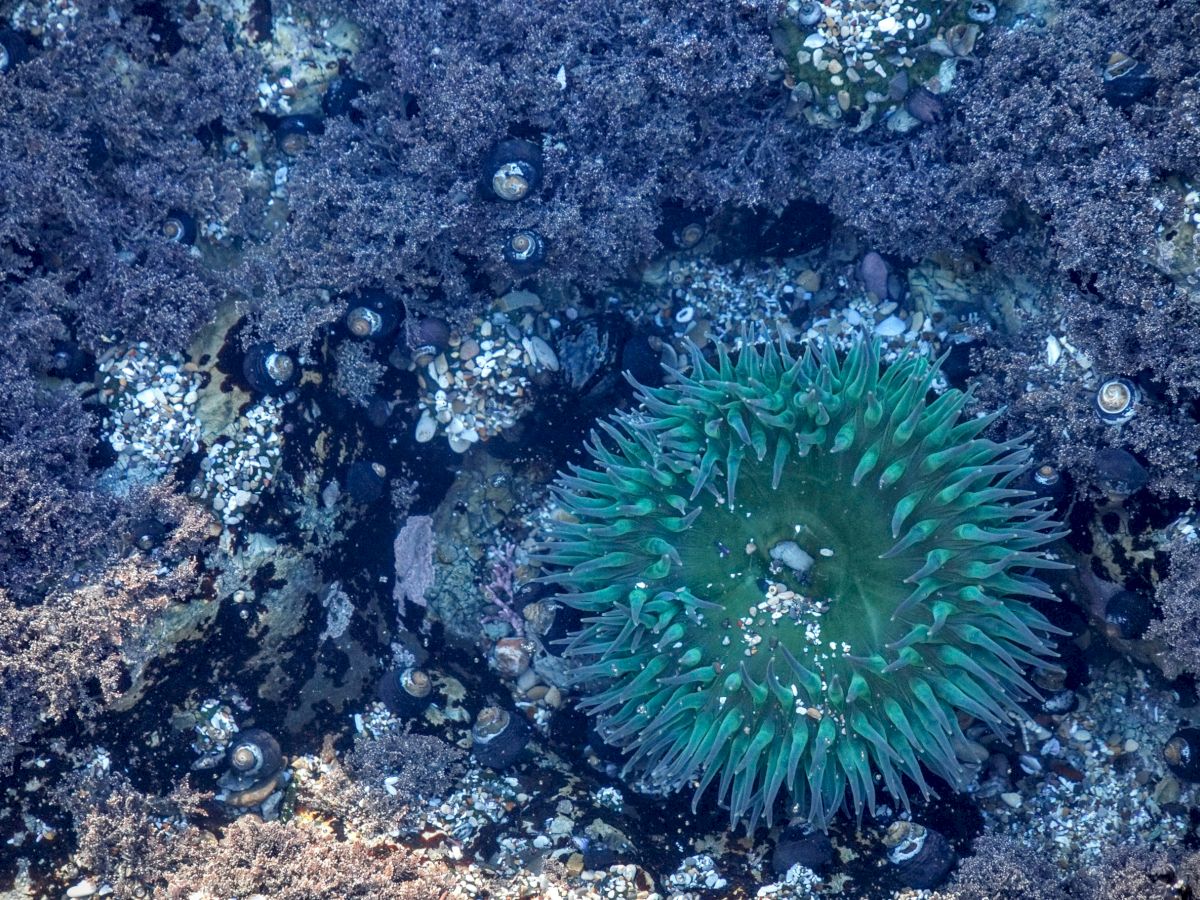 The image shows a vibrant green sea anemone surrounded by various marine life forms and algae on a rocky underwater surface.