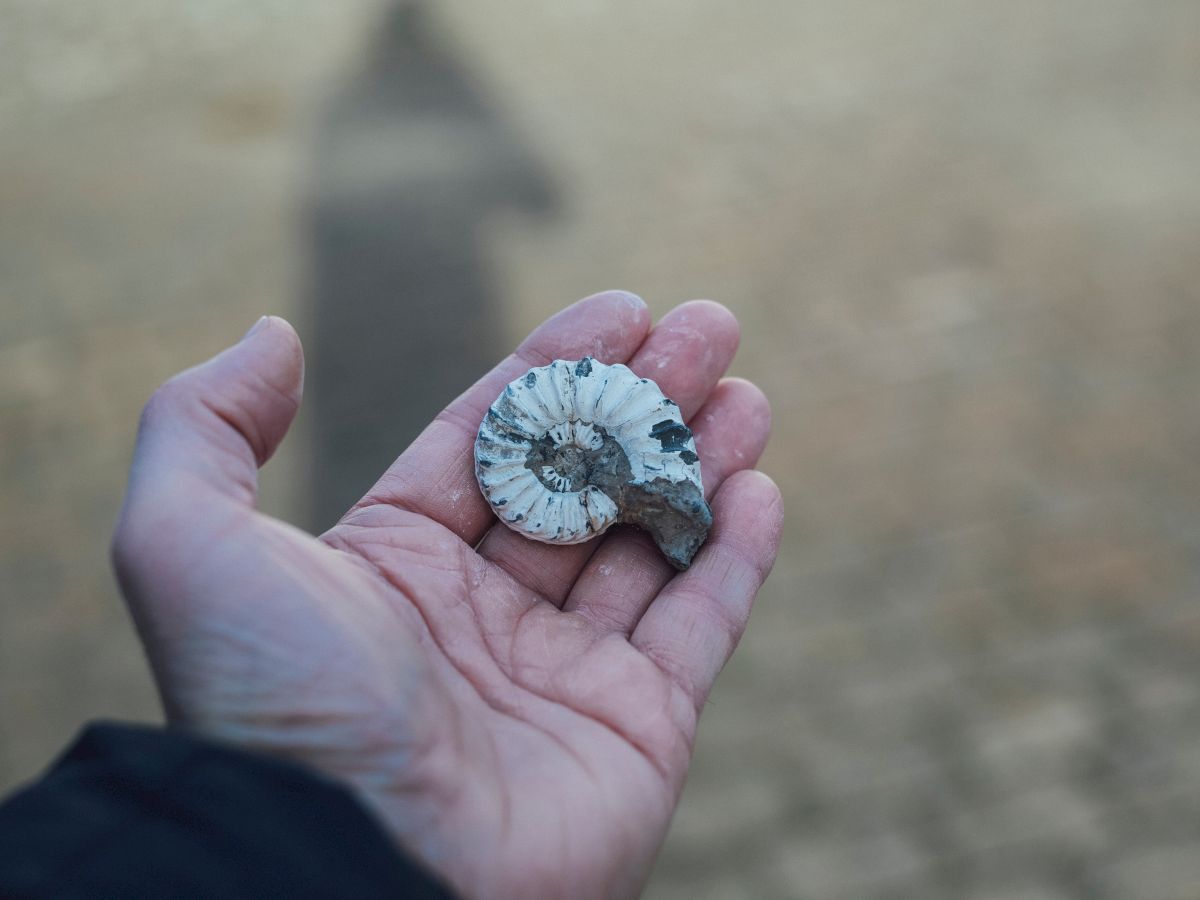 A hand holds a fossilized ammonite shell with a blurred background, possibly sand or dirt. The shadow of the person is visible on the ground.