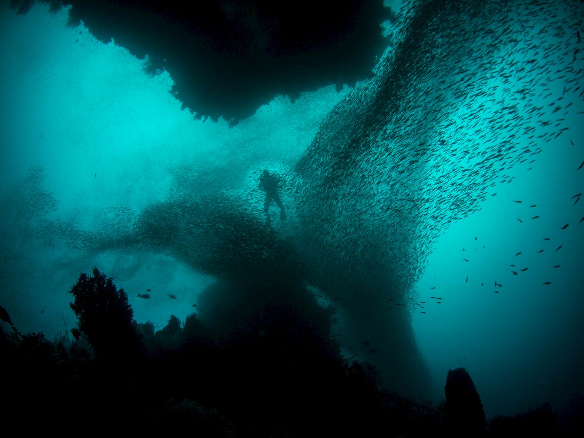 A scuba diver is exploring an underwater scene with a large school of fish swarming in the foreground, creating a captivating silhouette.