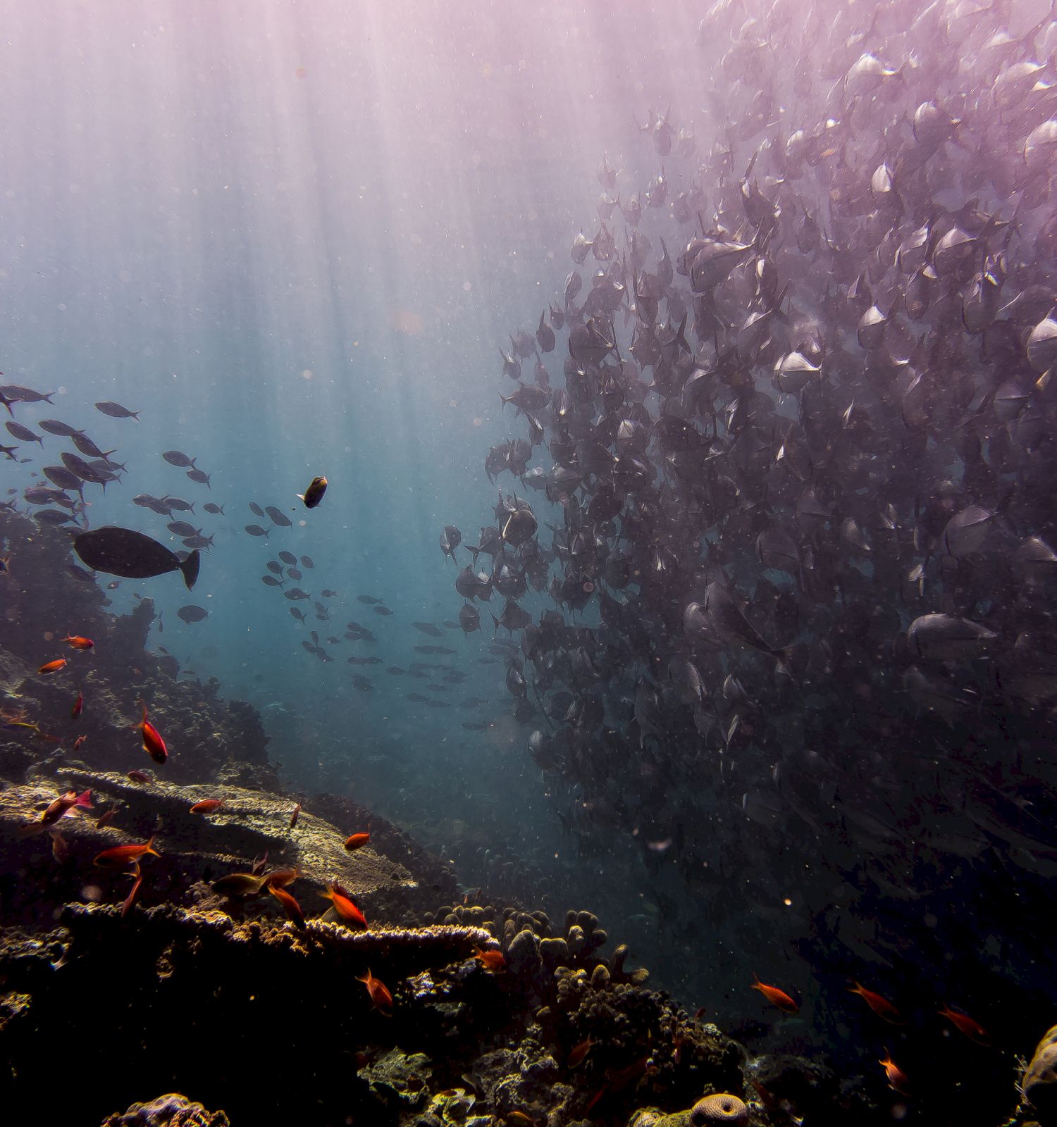 An underwater scene with a vast school of fish and colorful corals, illuminated by sun rays penetrating the water.