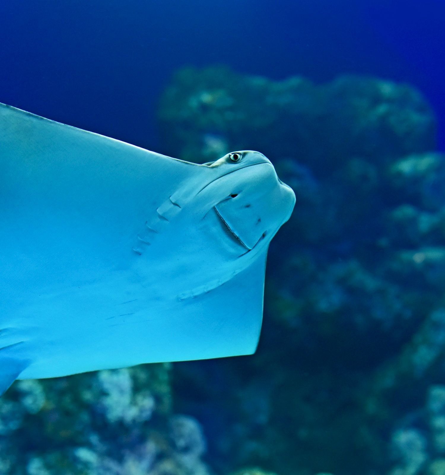 The image shows a single stingray swimming underwater with a backdrop of coral reefs and blue water, creating a serene aquatic scene.