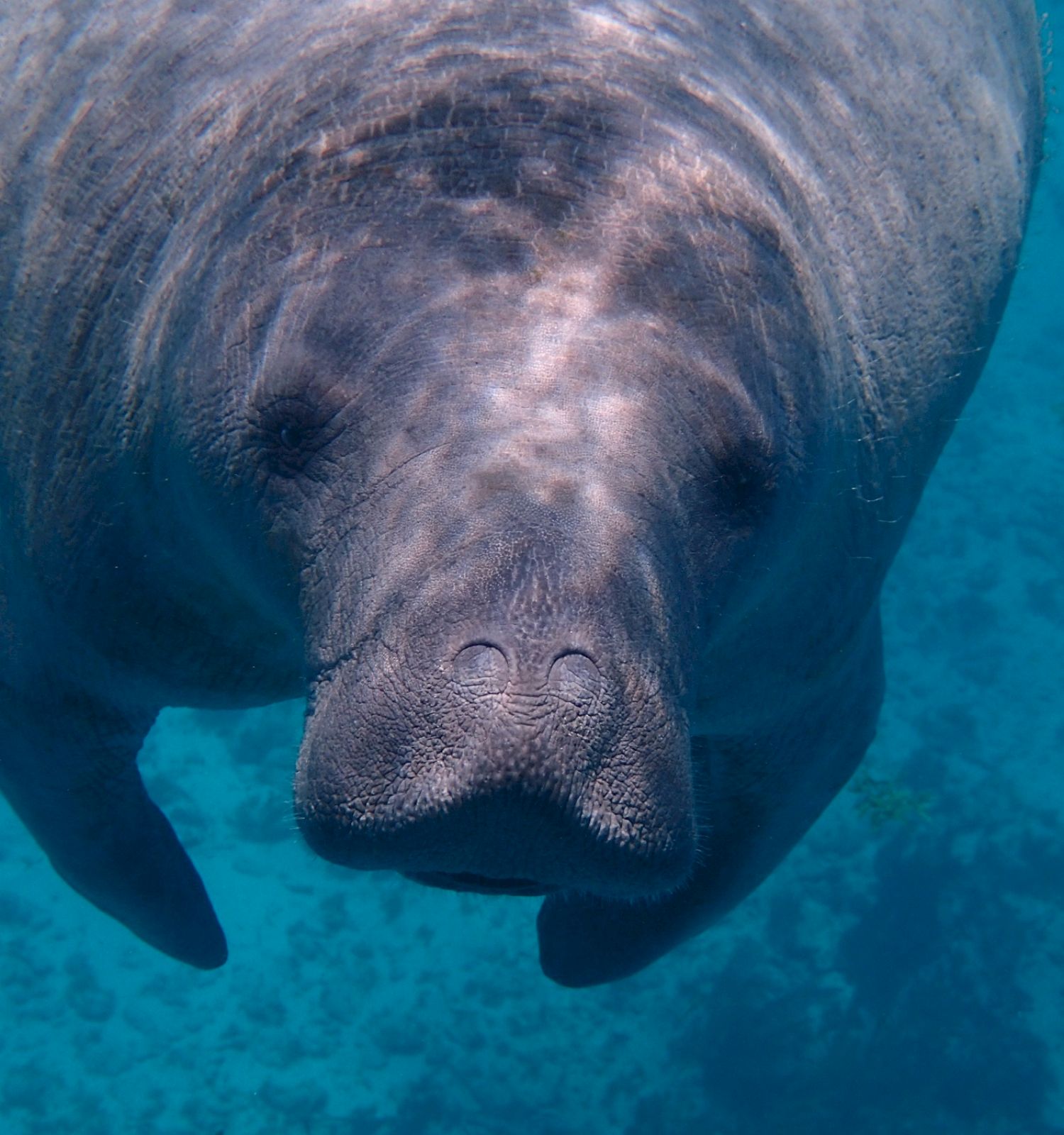 It's an underwater photo of a manatee swimming in clear blue water, looking directly towards the camera.