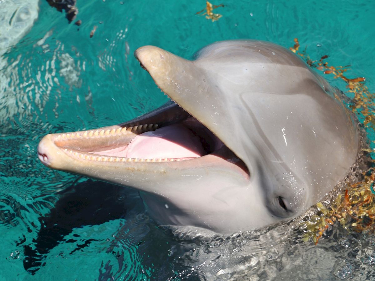 The image shows a dolphin with an open mouth, seeming to smile, swimming in clear blue water with some seaweed around it.