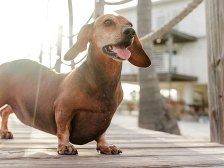 A dachshund with its tongue out is standing on a wooden boardwalk with a house in the background on a sunny day.