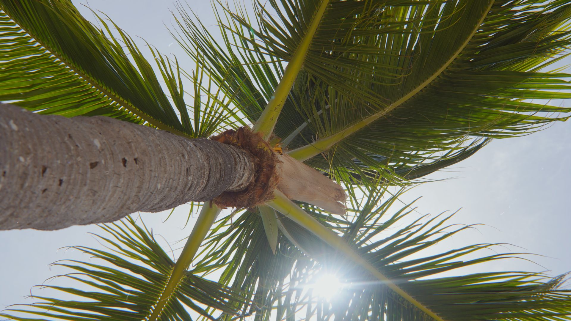 A view from below a palm tree, looking up at the fronds with sunlight peeking through, against a clear sky in the background.