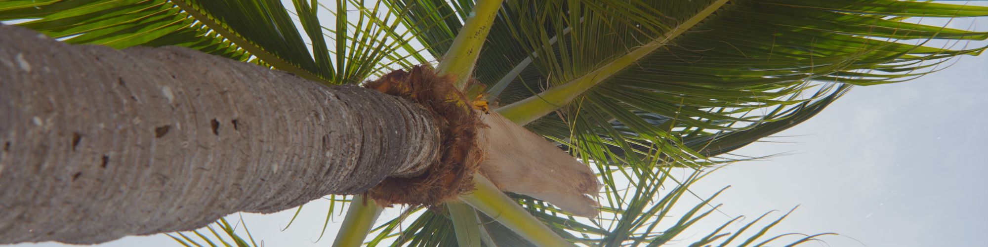 A view from below a palm tree, looking up at the fronds with sunlight peeking through, against a clear sky in the background.