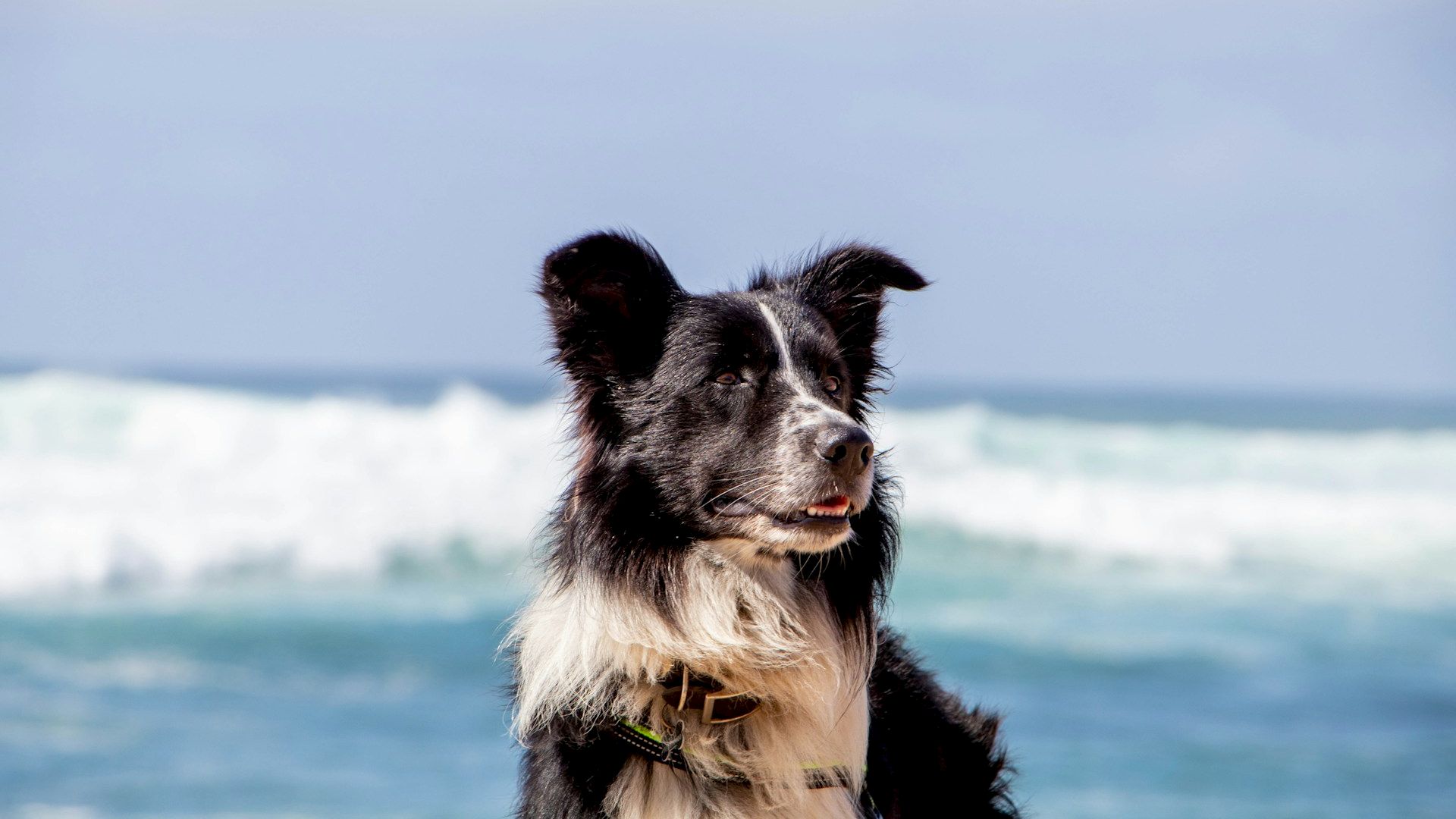 A black and white dog is by the ocean with waves in the background, enjoying a sunny day at the beach.