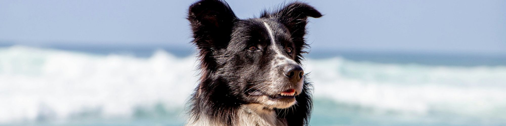A black and white dog is by the ocean with waves in the background, enjoying a sunny day at the beach.