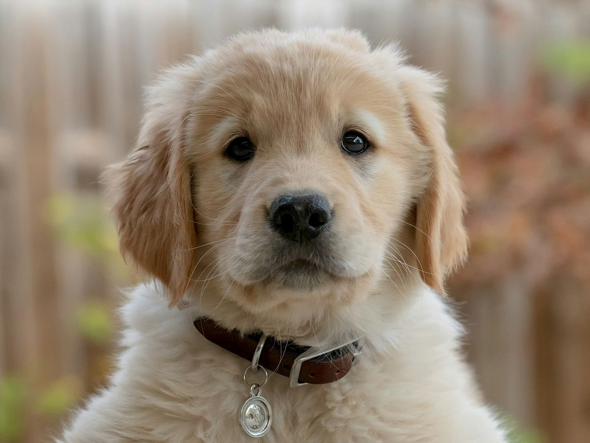 A fluffy puppy with a collar and tag, leaning on a surface with a blurred outdoor background, looks towards the camera.