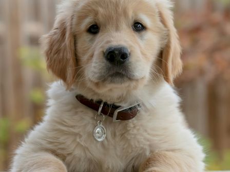 A fluffy golden retriever puppy with a collar is looking directly at the camera, sitting on a surface with a blurred fence background.