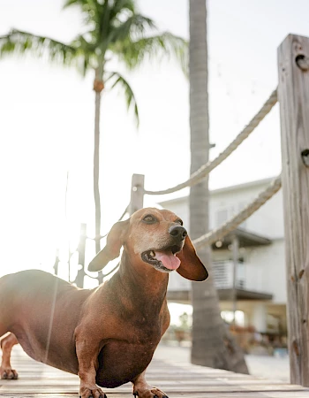 A dachshund stands on a wooden dock, with palm trees in the background and sunlight shining through, looking content.