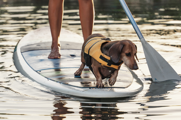 A person paddleboarding with a dog wearing a life jacket on a body of water, depicting a serene outdoor activity.