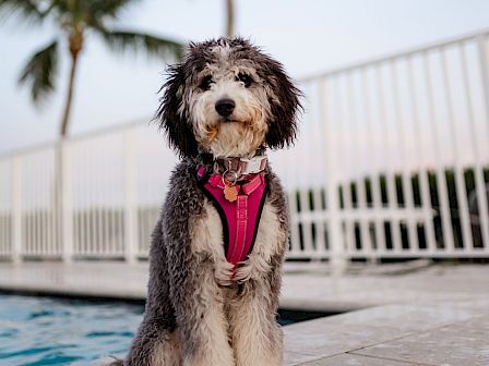 A fluffy dog wearing a pink harness sits by a pool with palm trees in the background, looking at the camera tonight.