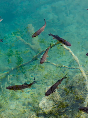 A school of small dark fish swimming over a rocky, seaweed-covered seabed in clear turquoise water.