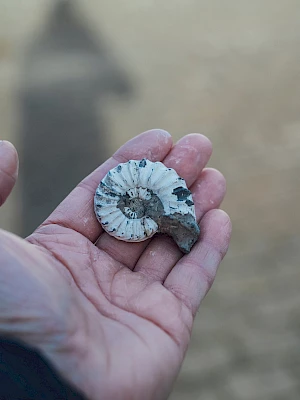 A person’s hand holds a small, crushed shell or fossil against a blurred outdoor background, with neutral tones and a slight shadow.