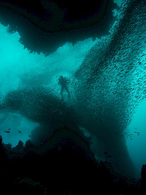 A scuba diver swims through an illuminated underwater cave or arch, surrounded by a school of fish and deep blue glow, mysterious and serene.