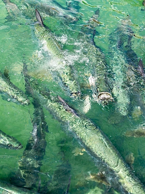A school of long, silvery fish swimming in greenish water, clustered around each other.