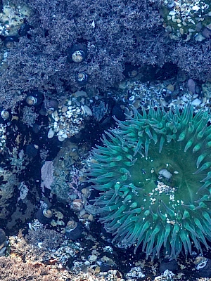 A turquoise sea anemone with green tentacles sits on a rock covered in dark coral and barnacles along the tide pool.