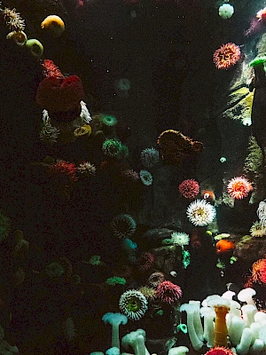 Colorful sea of coral-like shapes and fungi on a dark reef, glowing spheres and stalks scattered across the frame, otherworldly underwater garden.