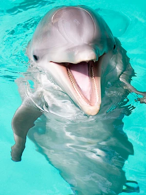 A playful bottlenose dolphin smiling up at the camera in clear blue water.