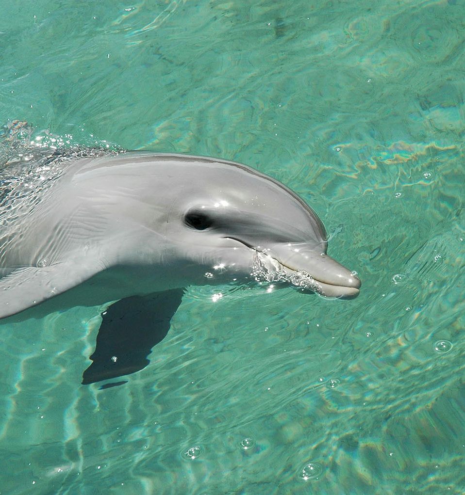 A playful dolphin glides through clear green water, its snout touching the surface as light ripples ripple around it.