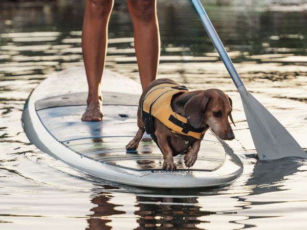 A woman paddleboards on a lake with a dog wearing a life vest, using a paddle while standing on the board.