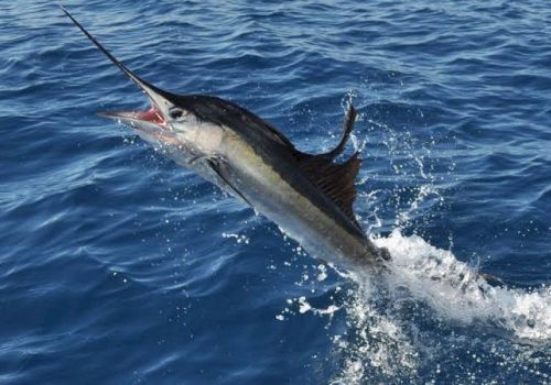 A marlin leaps from the ocean, its sword-like bill and fins cutting through the water as it thrashes during a catch.