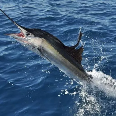 A marlin leaps from the ocean, its sword-like bill and fins cutting through the water as it thrashes during a catch.