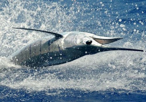 A dolphin bursts from the ocean, splashing water as it swims at speed.