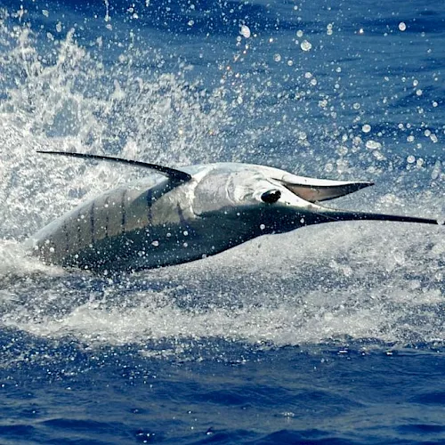 A dolphin bursts from the ocean, splashing water as it swims at speed.