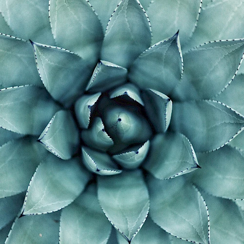 The image shows a close-up view of a succulent plant with symmetrical, pointed leaves arranged spirally.